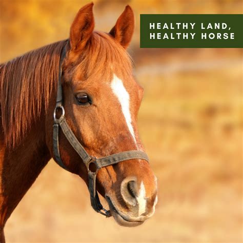 Group of healthy horses